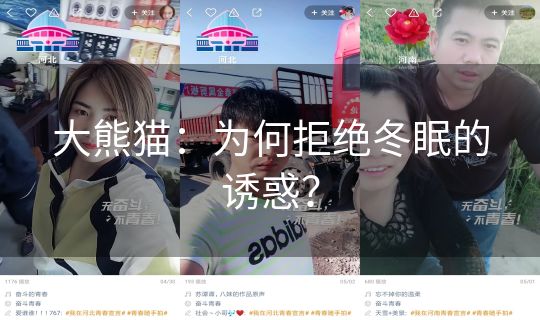 大熊猫：为何拒绝冬眠的诱惑？